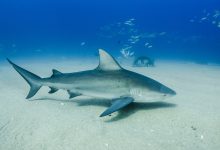 10 Interesting Facts About Bull Sharks You Need to Learn
