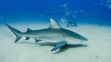 10 Interesting Facts About Bull Sharks You Need to Learn