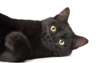 Black Cats: Symbols, Superstitions, and Science