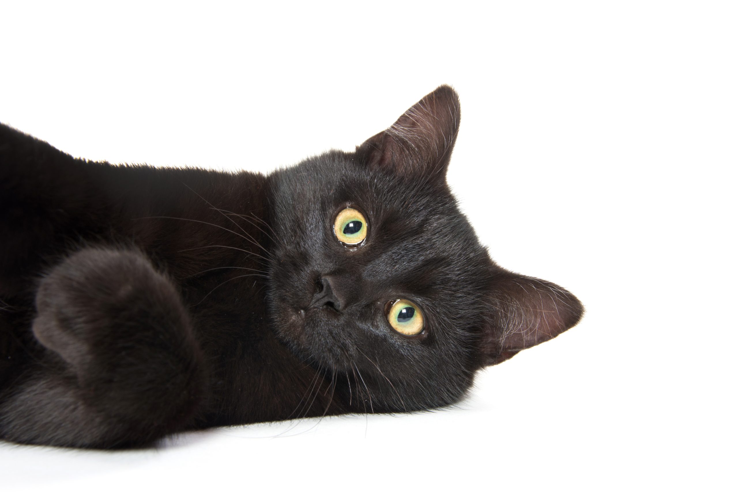 Black Cats: Symbols, Superstitions, and Science