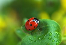 10 Incredible Facts About Ladybugs for Nature Enthusiasts