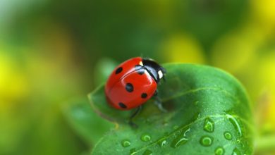 10 Incredible Facts About Ladybugs for Nature Enthusiasts