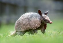 Curious About Armadillos? Here Are 10 Fascinating Facts