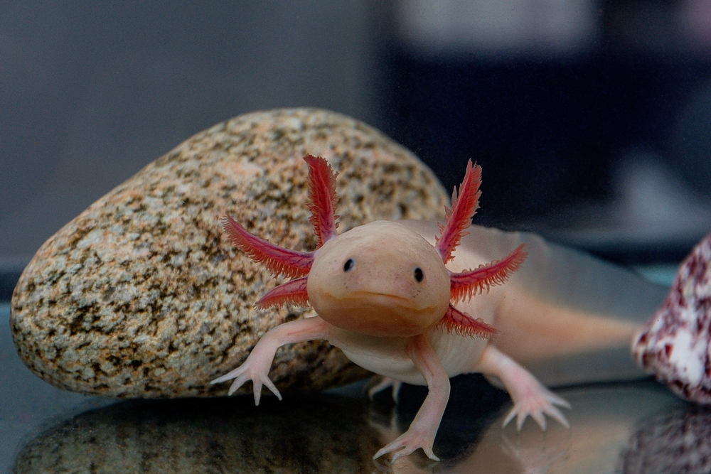 Exploring the Depths: 10 Interesting Facts About the Enchanting Axolotl