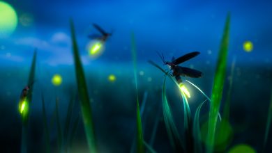 Flickering Through the Darkness: 10 Captivating Facts About Fireflies