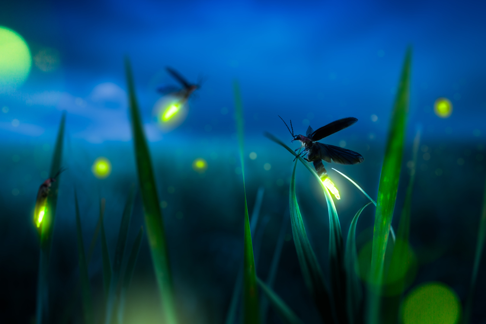 Flickering Through the Darkness: 10 Captivating Facts About Fireflies