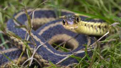 Surprising Truths: 10 Interesting Facts About Garter Snakes