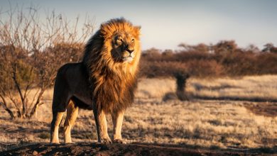 Beyond the Roar: 10 Intriguing Facts About Lions