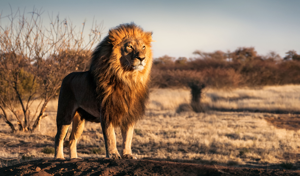 Beyond the Roar: 10 Intriguing Facts About Lions