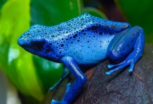 10 Surprising Facts About The Colourful Poison Dart Frog