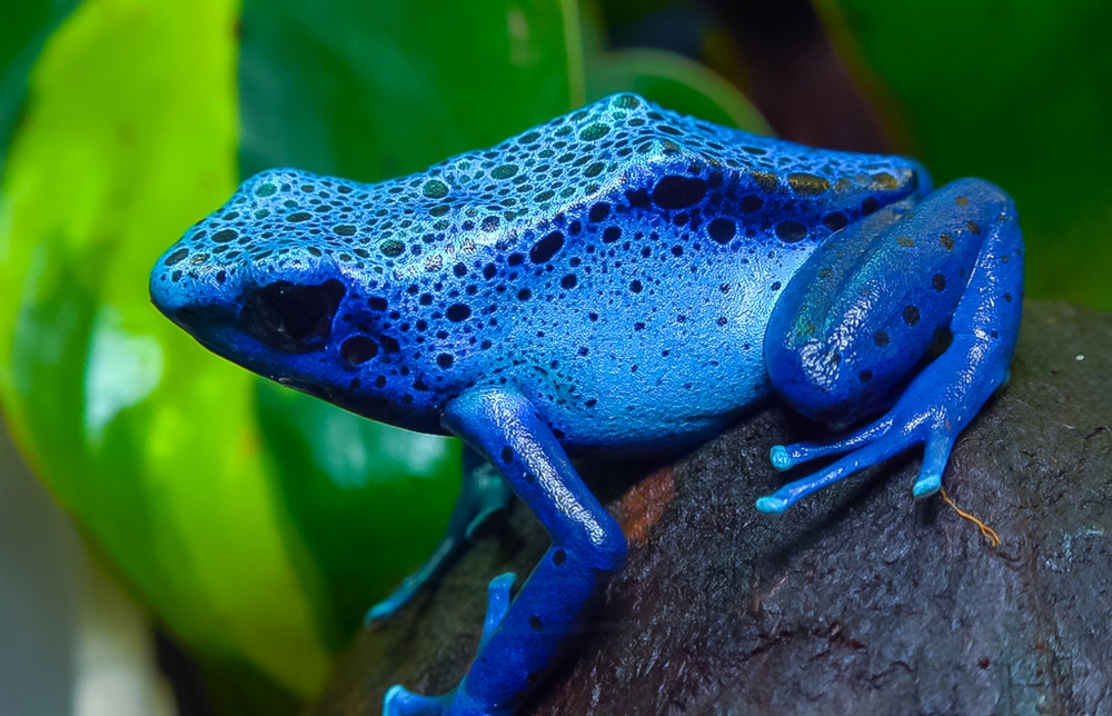 10 Surprising Facts About The Colourful Poison Dart Frog