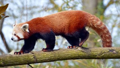 The Enigmatic World of Red Pandas: Top 10 Fascinating Facts