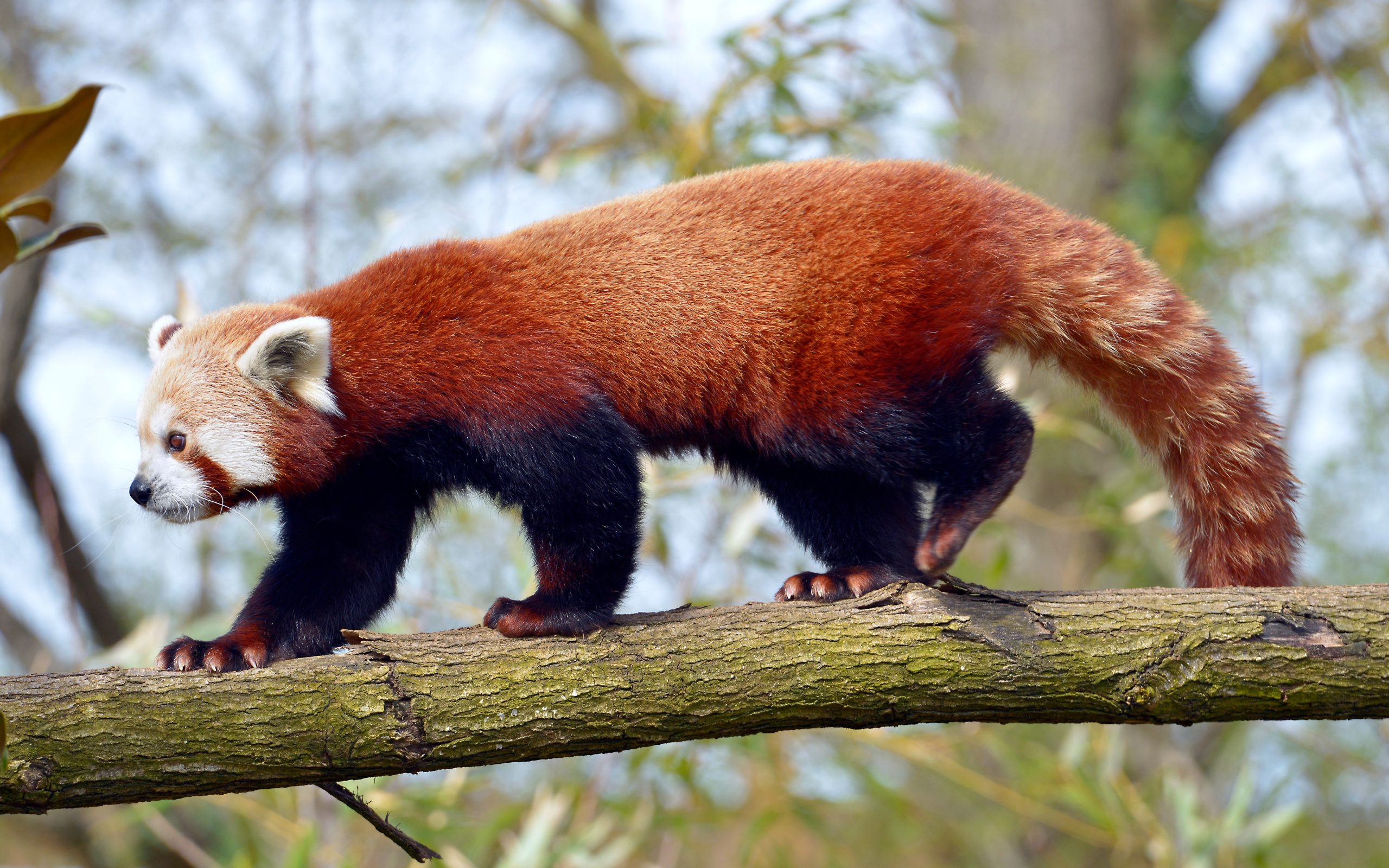 The Enigmatic World of Red Pandas: Top 10 Fascinating Facts