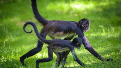 10 Fun and Fascinating Facts About Spider Monkeys