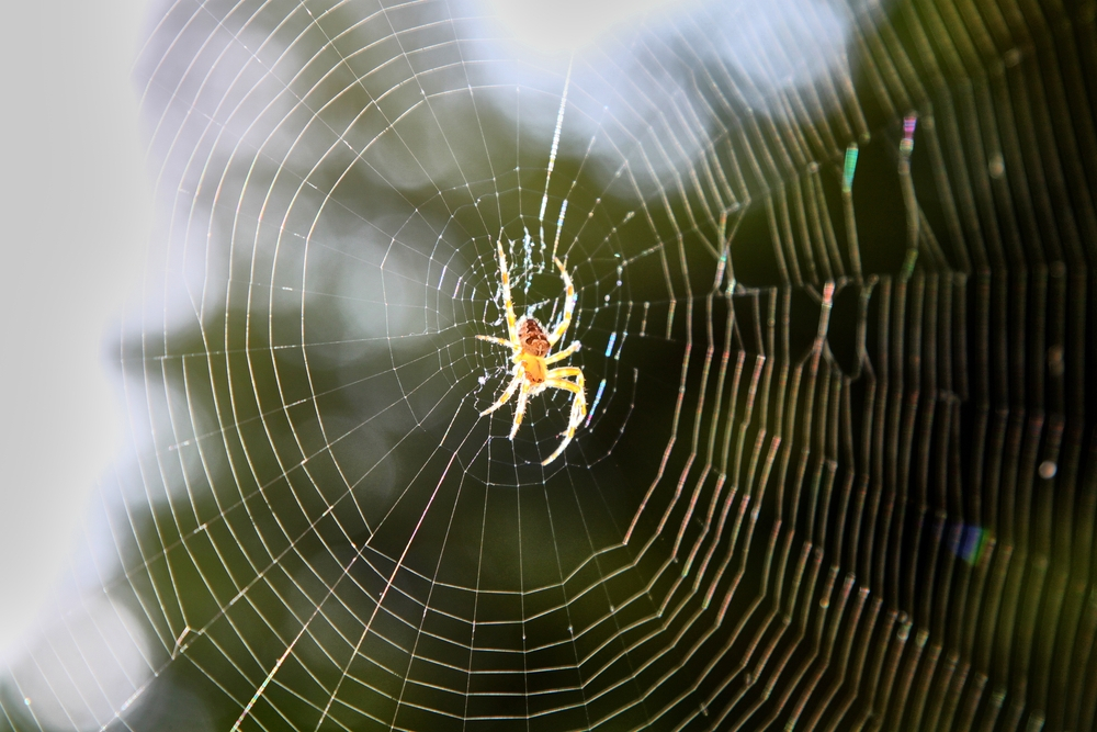 Web of Wonders: 10 Mind-Blowing Facts About Spiders