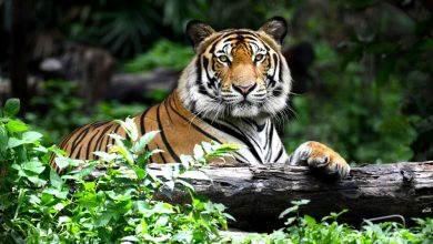 10 Eye-Opening Facts About Tigers That Prove They're More Than Just Their Stripes