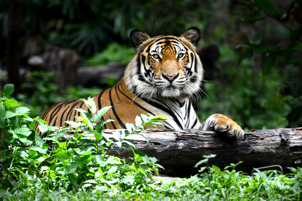 10 Eye-Opening Facts About Tigers That Prove They're More Than Just Their Stripes