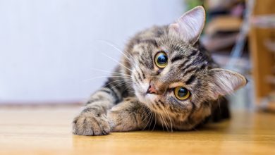 Fact or Fiction? Fun and Unusual Facts About Cats