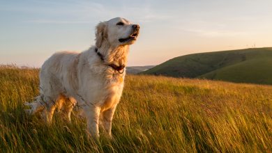Get to Know Your Canine Companion: Interesting Dog Facts