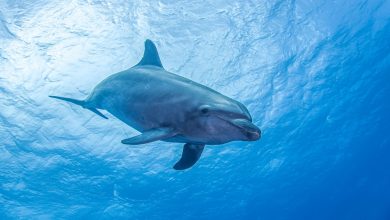 Dive into Dolphin Fun: Amazing Facts for Kids!