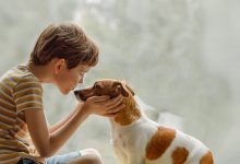 Man's Best Friend: Interesting Facts About Dogs