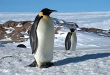 Amazing Penguin Facts: Learn and Amaze Your Kids