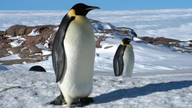Amazing Penguin Facts: Learn and Amaze Your Kids