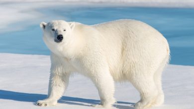 All About Polar Bears: Easy-to-Read Facts for Children