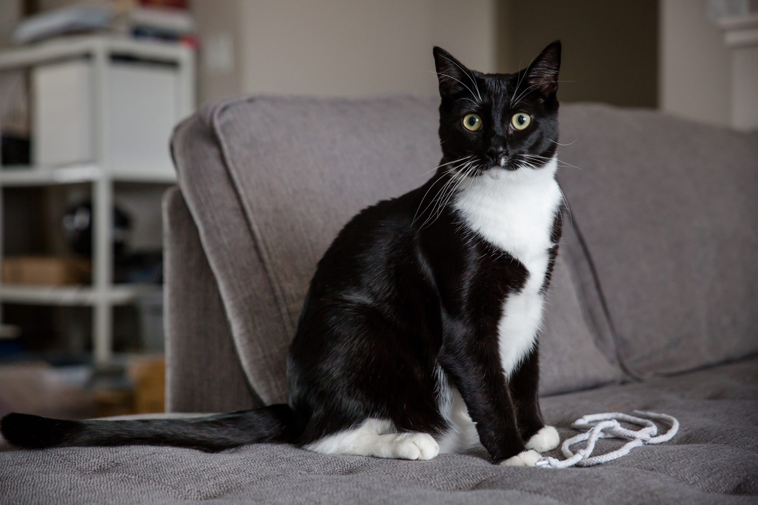 Elegant and Charming: Discover the World of Tuxedo Cats