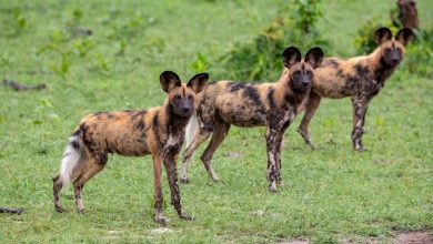 Discover the Secrets of African Wild Dog Packs