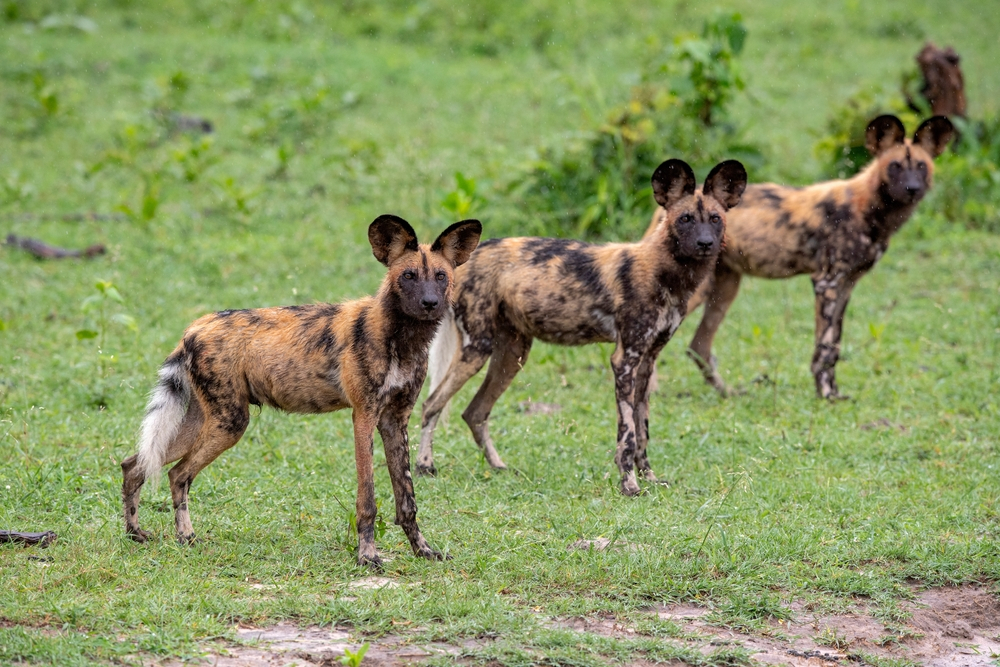 Discover the Secrets of African Wild Dog Packs