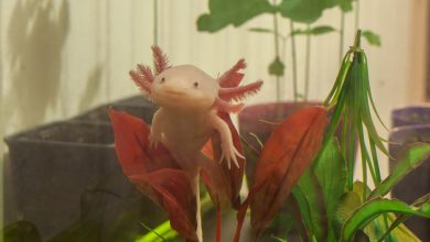 Meet the Axolotl: The Smiling Salamander