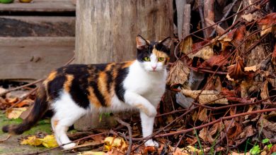 The Colorful Story of Calico Cats: Facts Every Owner Should Know