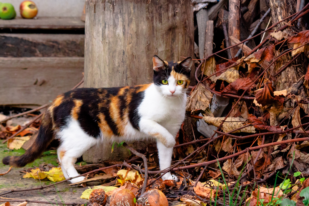 The Colorful Story of Calico Cats: Facts Every Owner Should Know
