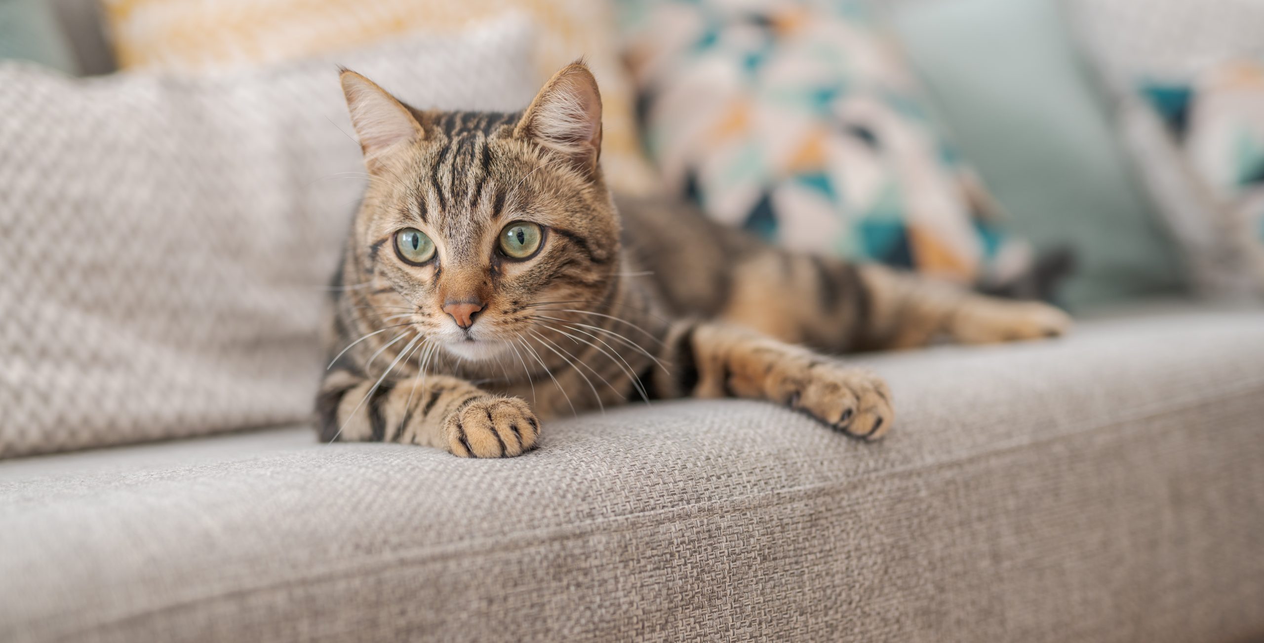 Purr-fectly Amazing: Top Facts About Cats