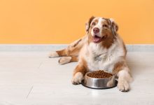 Dog Food Nutrition Facts: Feeding Your Furry Friend Right