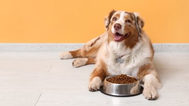 Dog Food Nutrition Facts: Feeding Your Furry Friend Right