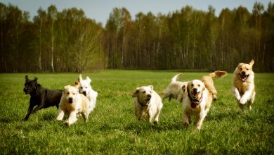 Furry Fun: Discovering Fun Dog Facts