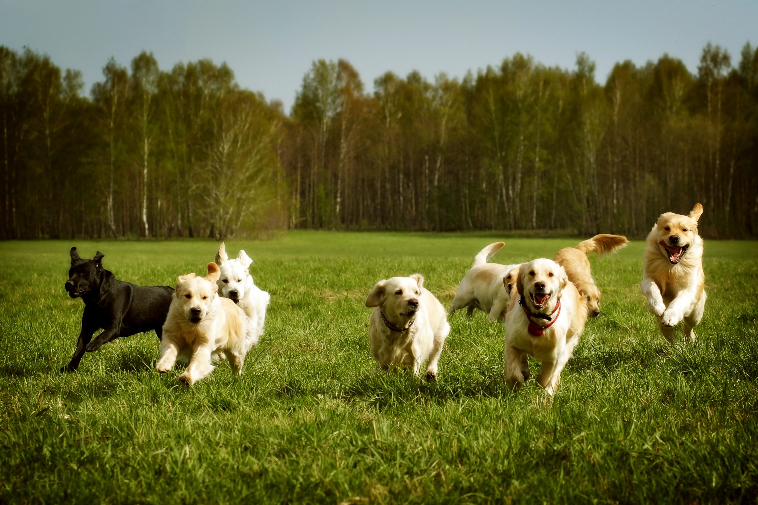 Furry Fun: Discovering Fun Dog Facts