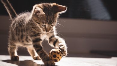 Curious Kittens: Fun and Fascinating Cat Facts
