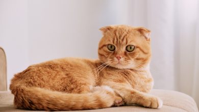 10 Fascinating Facts About Orange Cats You Didn't Know