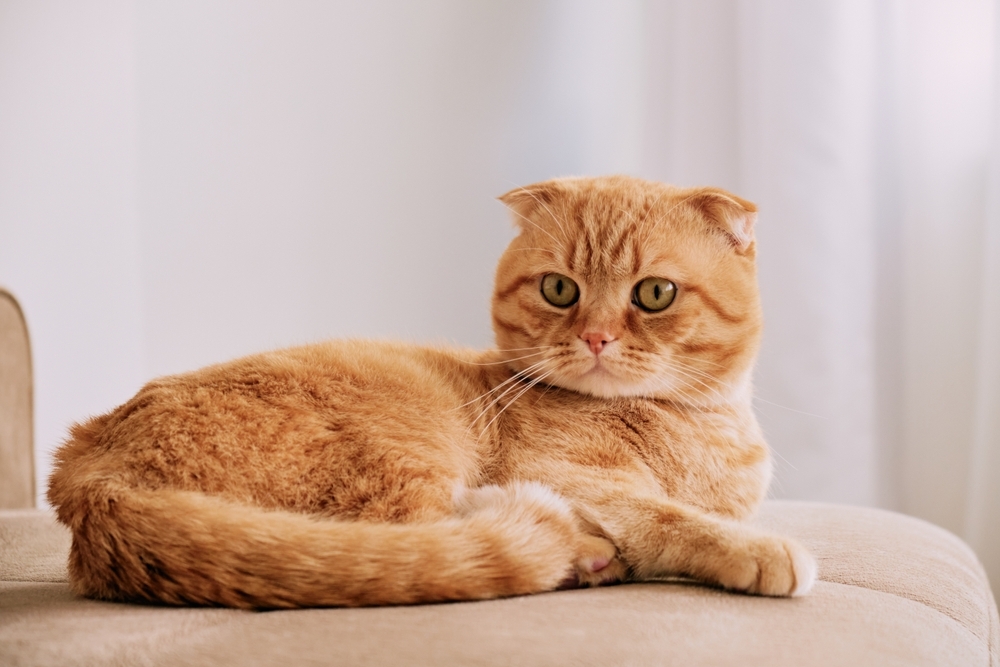 10 Fascinating Facts About Orange Cats You Didn't Know