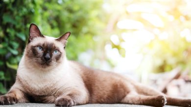 Siamese Cat Facts: What Makes Them So Unique?